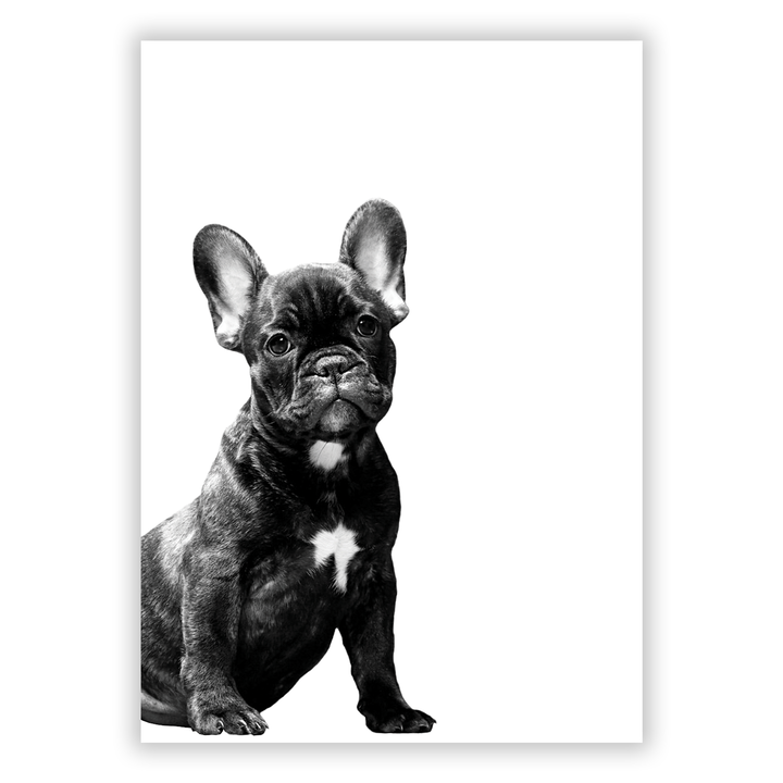 Zum Produkt Französische Bulldogge in Schwarz-Weiß Poster